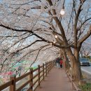 신상로 | 대청호벚꽃길 축제 실시간 교통상황 후기 대전 근교 봄 나들이