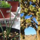 조슈아농장 이미지