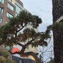 만부정 | [제주 맛집] 만부정 : 제주공항 근처 연동 복어 맛집 복불고기 정식 솔직 후기