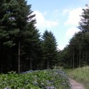 2012년 7월 29(일) 구 영동고속도로 하행선(강릉 방향) 휴게소 옆에 위치한 "대관령 야생화 숲길" 산책일지 (1-1) 이미지