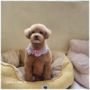 멍뭉살롱 이미지