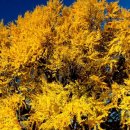 천제연 담팔수나무 이미지