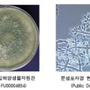 [수정-붉은글씨] 일반곰팡이 39. Trichoderma harzianum (하즈초록곰팡이) 이미지