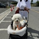 진수성찬 | 경주 애견 동반 식당 개별룸이 있는 한정식집 진수성찬 솔직후기