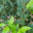 준스헤어 이미지