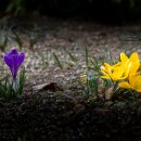 안산 식물원 이미지