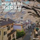 개금2동-15 | 부산 벚꽃 명소 개금벚꽃길 위치 가는법 주차장 4월 1일 개화 상태