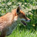 이쉐프수제돈가스 이미지