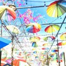 푸에르토리코, 코키가 침묵하는 섬 이미지