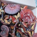 스팀처리후 자연건조한 자연산 영지버섯 이미지
