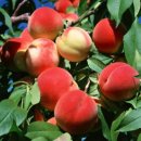 복숭아한의원 이미지