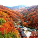 민주지산자연휴양림 Daum카페