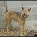 동이애견 이미지