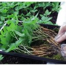 반성농산 이미지