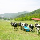 월드컵목장 이미지