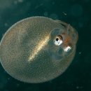 연체동물 - 두족綱 - 개안目 - 악어가죽주머니오징어科 - 악어가죽주머니오징어 이미지