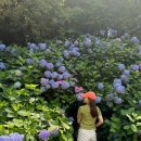 ◈ 수국은 변덕쟁이가 아니야. Hydrangeas are not whimsical. 이미지