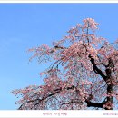 [경복궁]경회루의 수양벚꽃 만개/백야 이미지