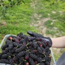 정원2농장 이미지