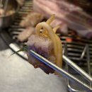 연탄생갈비보라점 | 제주 함덕 흑돼지 현지인 맛집 | 저팔계깡통연탄구이