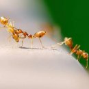 개미약국 이미지