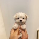 댕스마일 이미지