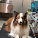 복골온천 애견스파 이미지