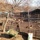 중앙사슴목장 이미지