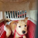 안중초롱길 이미지