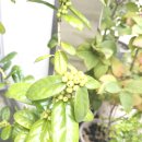 화니피는샵 | 전주 꽃집추천 | 화니피는꽃, 내 마음까지 포장해준 꽃다발 후기