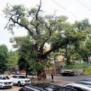 느티나무 이미지