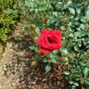 오월의여왕 이미지