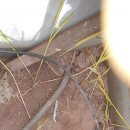 부여농협주유소 이미지