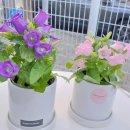 다혜꽃방 이미지