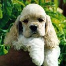 예쁜강쥐 이미지