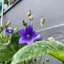 오동여인숙