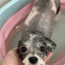 코코바코 이미지