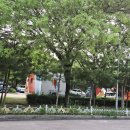 자라섬캠핑장 중도-1 이미지