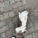 부안트리호텔 | [전북] 부안 해피트리가족호텔 고사포펜션동 후기/내돈내산/바베큐/갯벌체험/폭죽