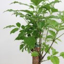 행복나무 이미지