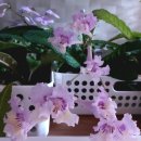 스프링폴 이미지