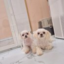 도그니엘(DOGNIEL) | 광진구 애견유치원 건대애견호텔 도그니엘 너무좋아요