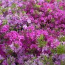 합천군가회면대기보건진료소 | 2025 경남 합천·산청 황매산 철쭉축제, 철쭉 명소와 등산코스 정리