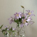 이월드 관광안내소 | 서울 꽃도매 남대문꽃시장 후기 | 영업시간, 주차, 꽃 들어오는 날 총정리+ 호접란 생화케이크 만들기