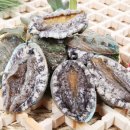 완도전복사료 이미지