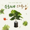 승희네 다육이 | 원미동꽃집 승희네다육이 가격 위치 영업시간