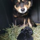 슈퍼염소농장 이미지