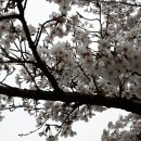 16년 4/9(토) 수원 경희대 국제캠퍼스 중앙도서관 벚꽃 전경 이미지