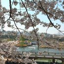 버스정류장(송정호반아파트) | 성수 벚꽃 송정제방길 송정마을 벚꽃축제 실시간 후기