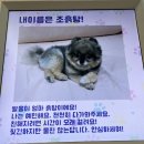 폼폼카페 | 안양 애견동반카페 안양중앙시장 삼덕공원 폼폼카페